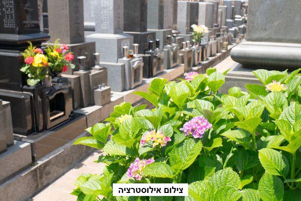 שדרוג בין העלמין