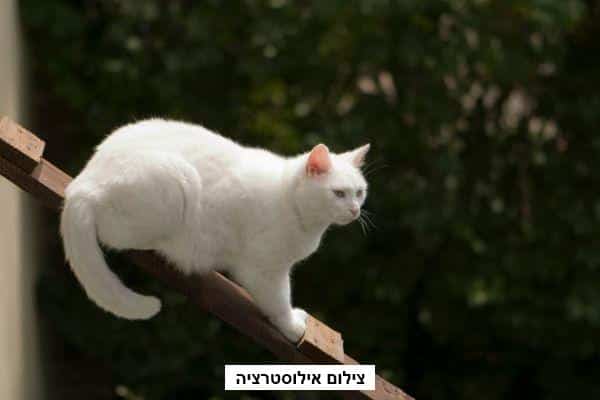 חתול נתקע על עמוד